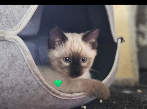 Cuccioli siamese balinese  | Foto 0