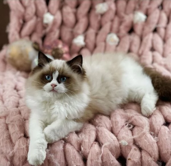 Cucciole di ragdoll 