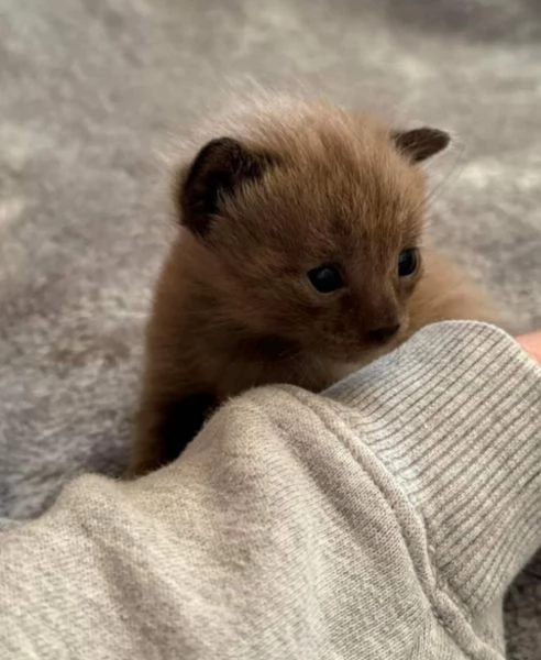 Rarissimi cuccioli del bengala | Foto 6