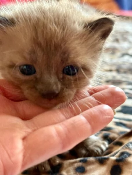 Rarissimi cuccioli del bengala | Foto 1