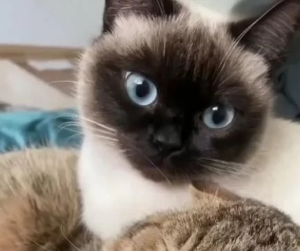 Magnifici cuccioli di siamese  | Foto 3