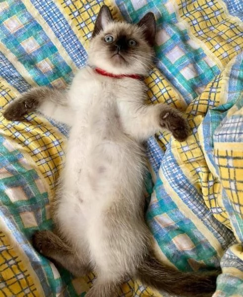 Magnifici cuccioli di siamese  | Foto 1