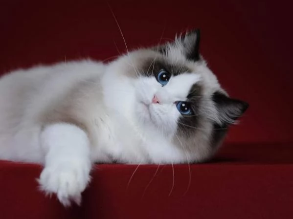 Magnifici cuccioli di ragdoll  | Foto 0