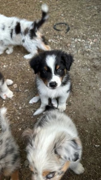 Cuccioli di pastore australiano Australian Sheperd