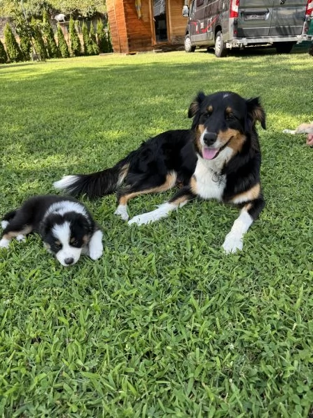 Cuccioli di pastore australiano Australian Sheperd | Foto 6