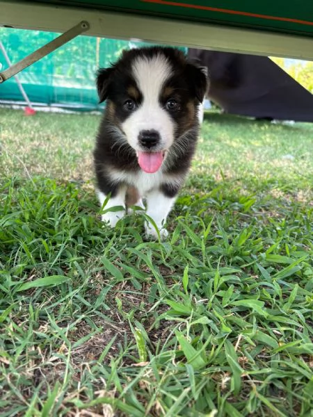 Cuccioli di pastore australiano Australian Sheperd | Foto 5