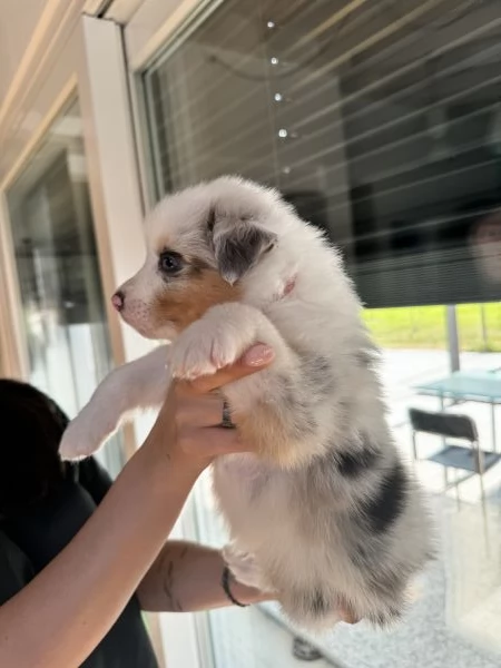 Cuccioli di pastore australiano Australian Sheperd | Foto 4