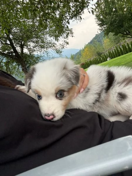 Cuccioli di pastore australiano Australian Sheperd | Foto 3