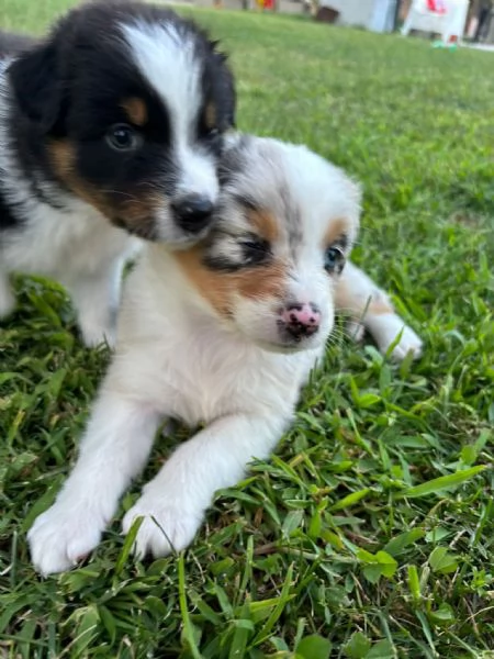 Cuccioli di pastore australiano Australian Sheperd | Foto 2