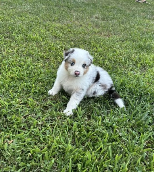 Cuccioli di pastore australiano Australian Sheperd | Foto 1