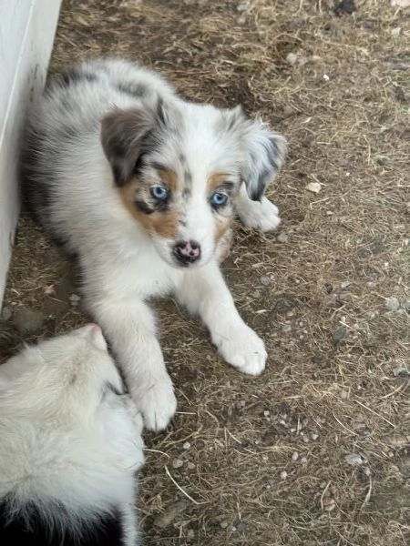 Cuccioli di pastore australiano Australian Sheperd | Foto 0