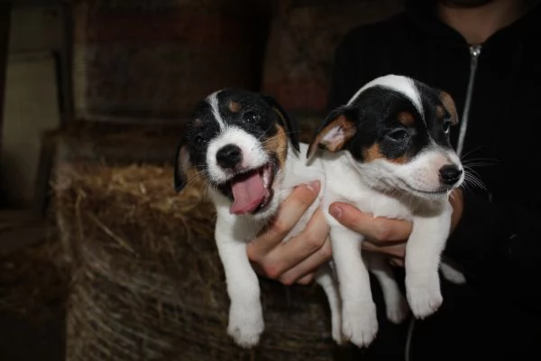 jack russell terrier cuccioli | Foto 4