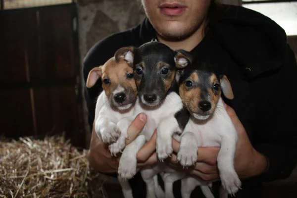 jack russell terrier cuccioli | Foto 3