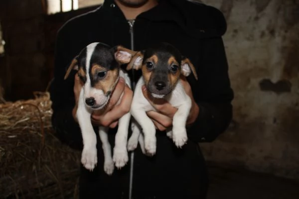 jack russell terrier cuccioli | Foto 1