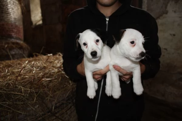 jack russell terrier cuccioli | Foto 0