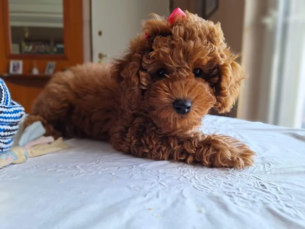 Cuccioli barboncino nano cercano casa