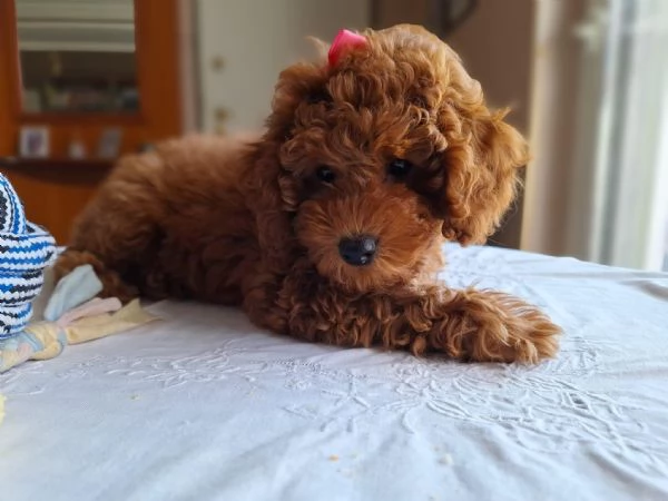 Cuccioli barboncino nano cercano casa | Foto 1