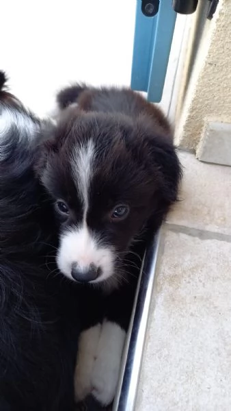 Cuccioli di Border Collie | Foto 4