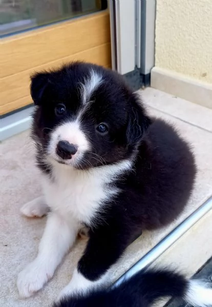 Cuccioli di Border Collie