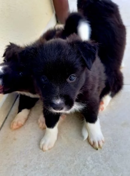 Cuccioli di Border Collie | Foto 3