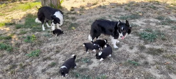 Cuccioli di Border Collie | Foto 1