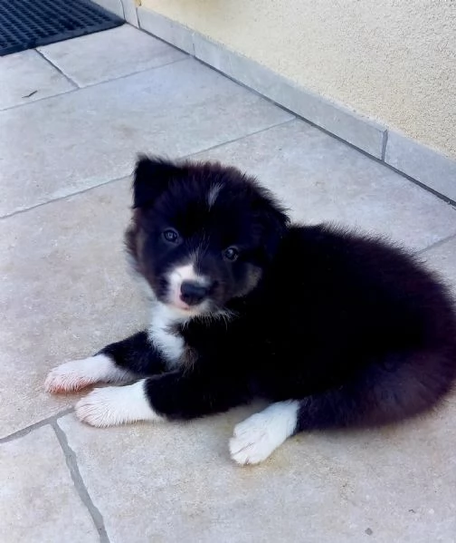 Cuccioli di Border Collie | Foto 0