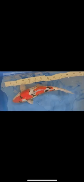 Carpa koi sanke Doitsu maschio  47 cm