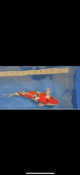 Carpa koi sanke Doitsu maschio  47 cm | Foto 0