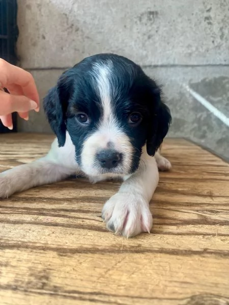 Cuccioli Breton  | Foto 1