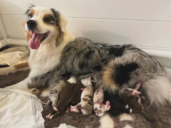 Cuccioli pastore australiano