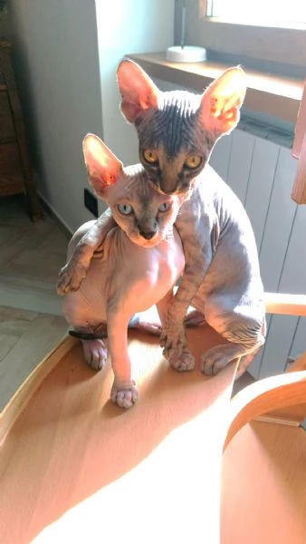 Cuccioli di Sphynx | Foto 5