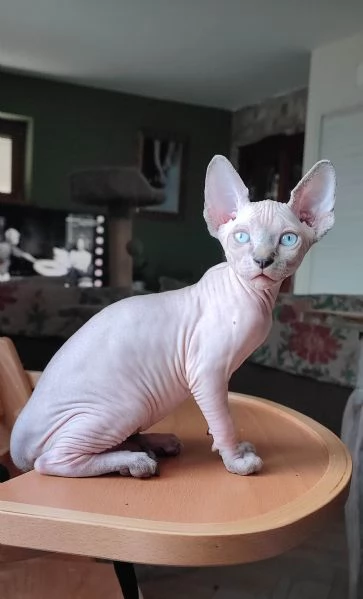 Cuccioli di Sphynx | Foto 0