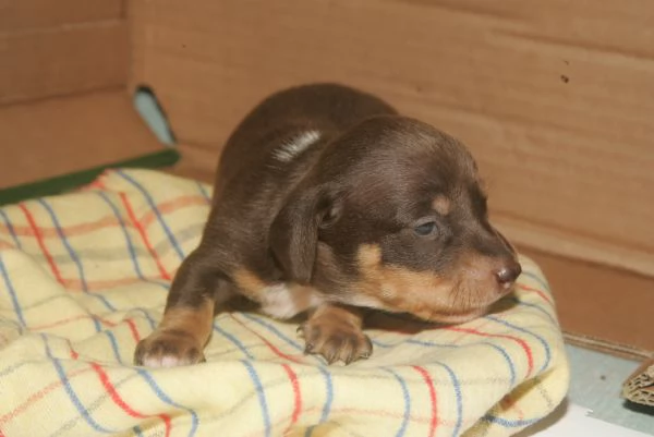 CUCCIOLI BASSOTTO TEDESCO | Foto 0