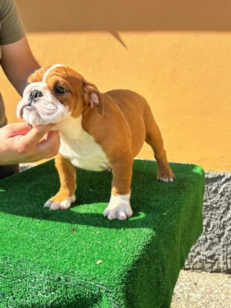 Bulldog inglese 