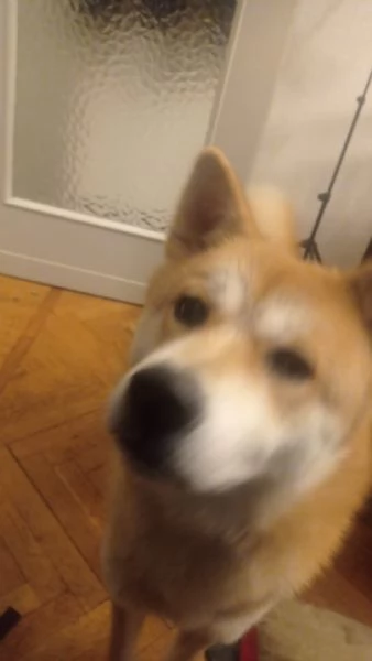 Akita Inu puro e bella | Foto 6