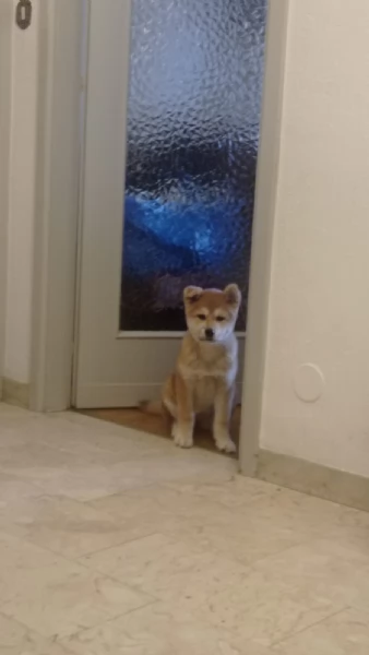 Akita Inu puro e bella | Foto 2