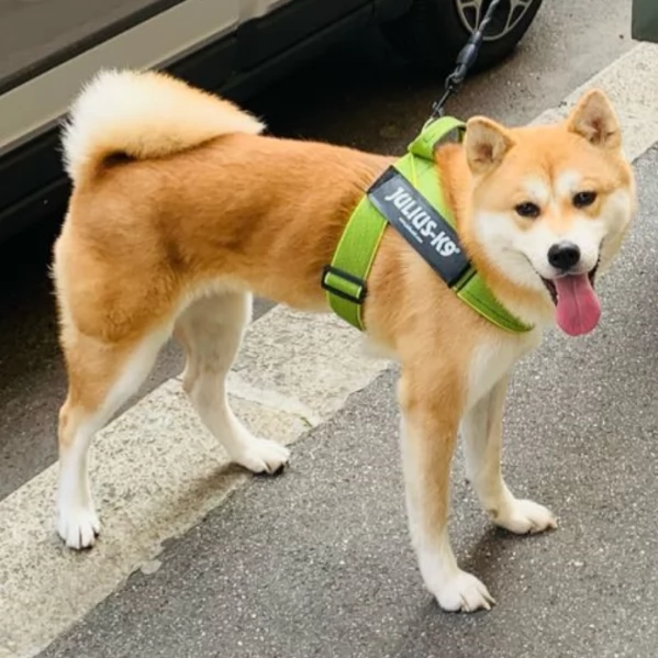 Akita Inu puro e bella