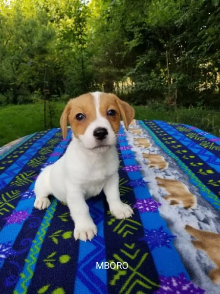 Cuccioli di Jack Russell Terrier con Pedigree ENCI  | Foto 4