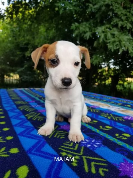 Cuccioli di Jack Russell Terrier con Pedigree ENCI  | Foto 2