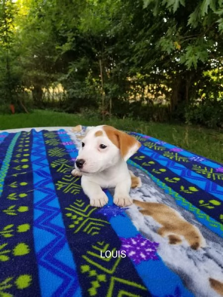 Cuccioli di Jack Russell Terrier con Pedigree ENCI 