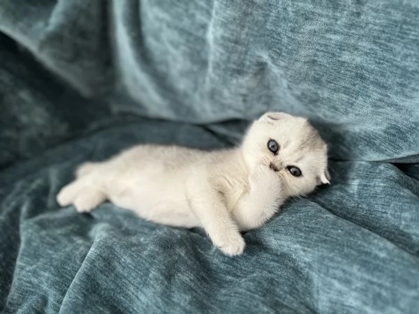 Scottish Fold  Straight silver chinchilla