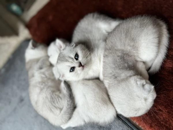 Scottish Fold  Straight silver chinchilla | Foto 6