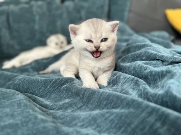 Scottish Fold  Straight silver chinchilla | Foto 5