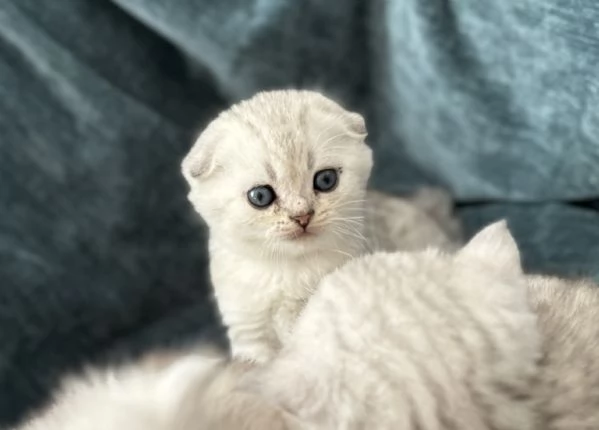 Scottish Fold  Straight silver chinchilla | Foto 4