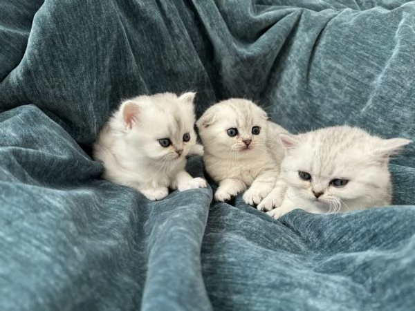 Scottish Fold  Straight silver chinchilla | Foto 3