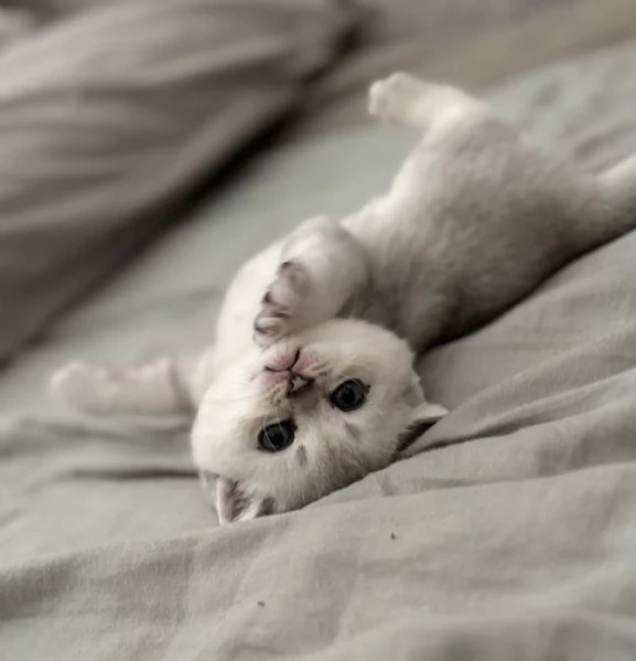 Scottish Fold  Straight silver chinchilla | Foto 2