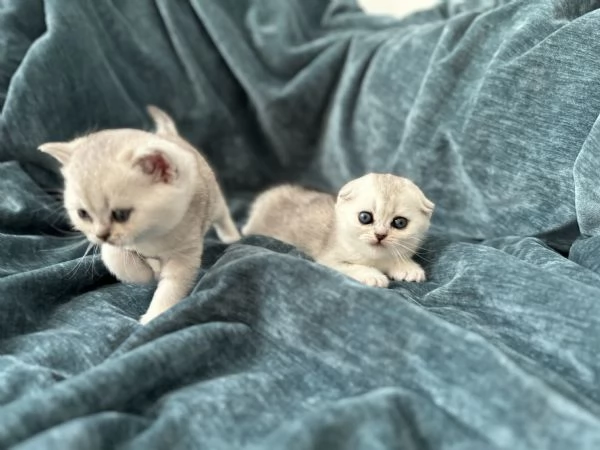 Scottish Fold  Straight silver chinchilla | Foto 1