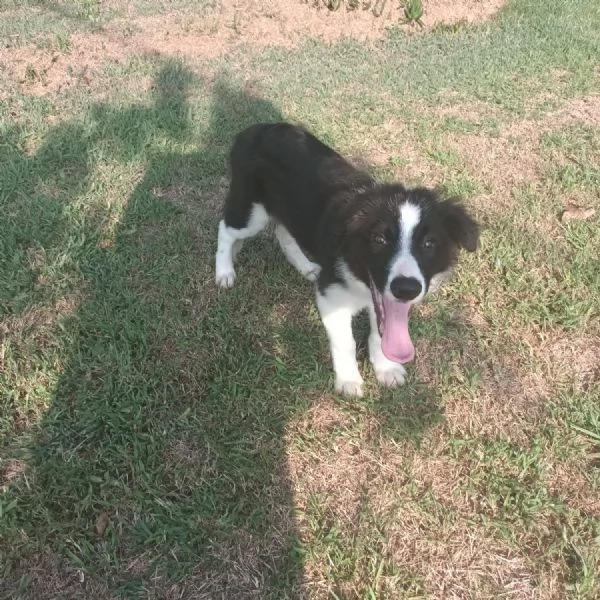 Cucciolo Border Collie