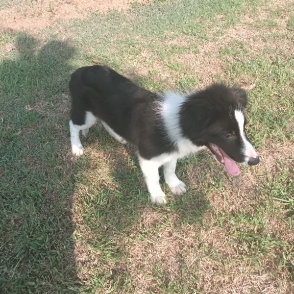 Cucciolo Border Collie | Foto 0