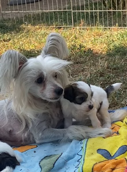 Chinese Crested dog cuccioli